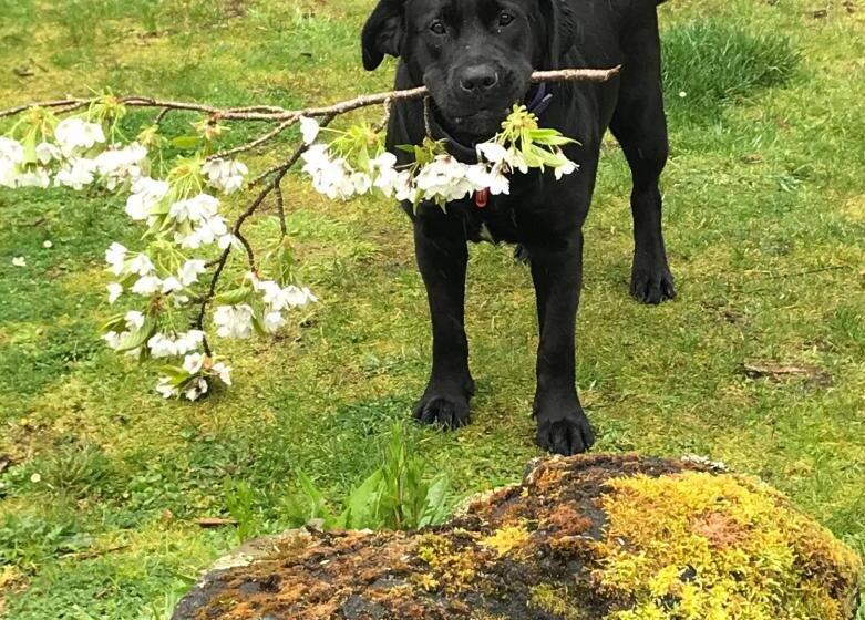 צימר Frankie & Hugh's