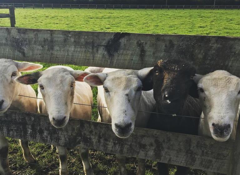 ベッドアンドブレックファースト Mckenzie Farmstay