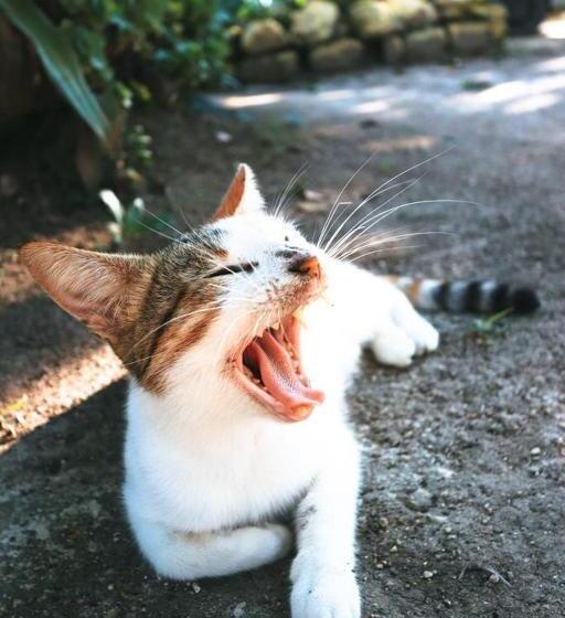 مبيت وإفطار Otoch Béek Calakmul