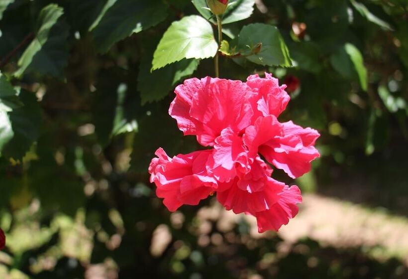 تختخواب و صبحانه Turtle Beach House