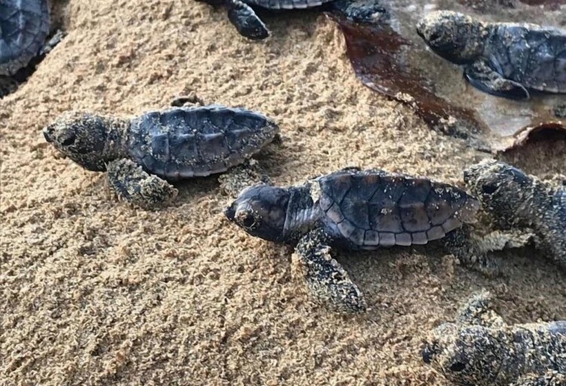 تختخواب و صبحانه Turtle Beach House