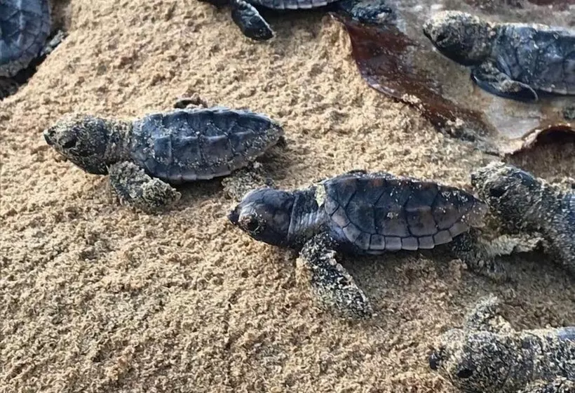 تختخواب و صبحانه Turtle Beach House
