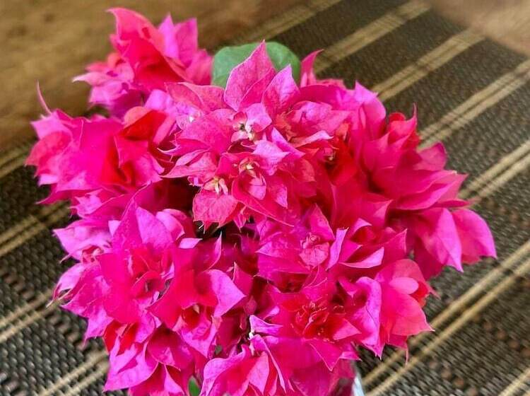 فندق Josh's Paradise