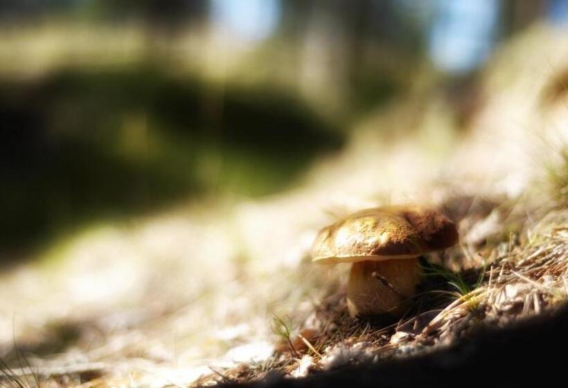 Отель Rokuanhovi