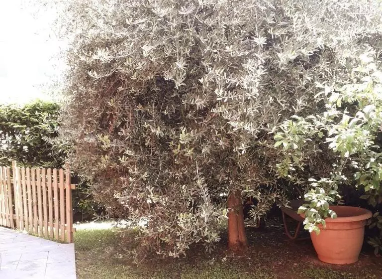 ベッドアンドブレックファースト Beb Ulivo