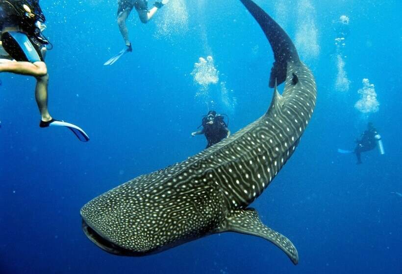 منتجع Turtle Inn By Francis Ford Coppola