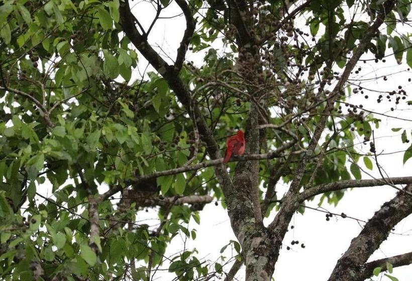 ベッドアンドブレックファースト Birdsong Lodge