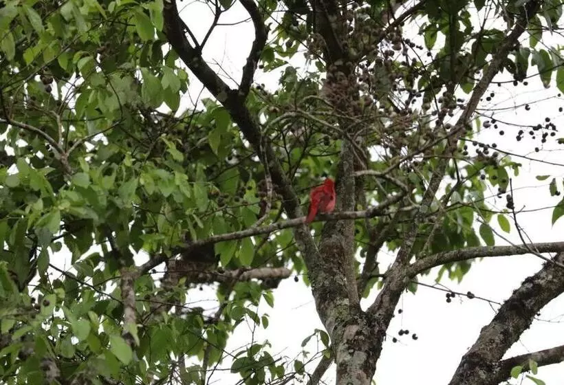 Aamiaismajoitus (B&B) Birdsong Lodge