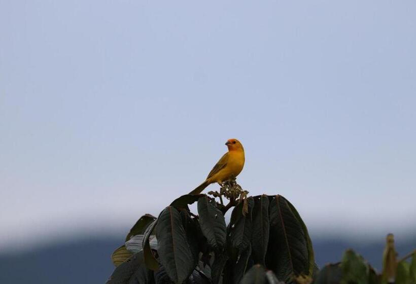 ベッドアンドブレックファースト Birdsong Lodge