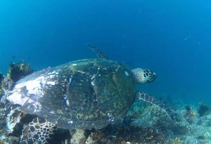 Retkeilymaja Sentigi Homestay Gili Gede