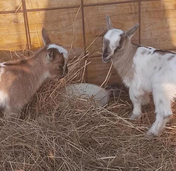 ホテル La Caigola