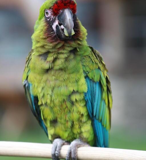 Пансион Faunapark Lipová Lázně