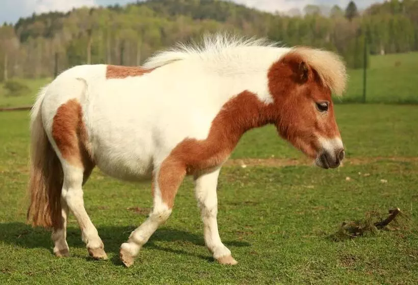 ペンション Faunapark Lipová Lázně