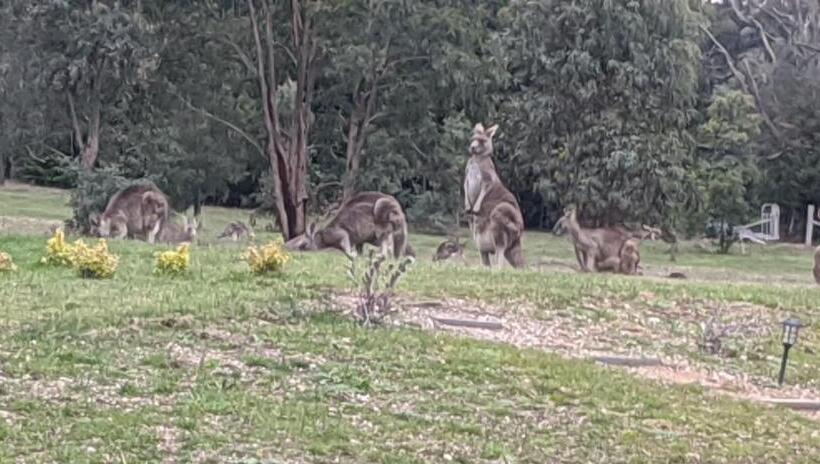 צימר Australian Wildlife At Your Door