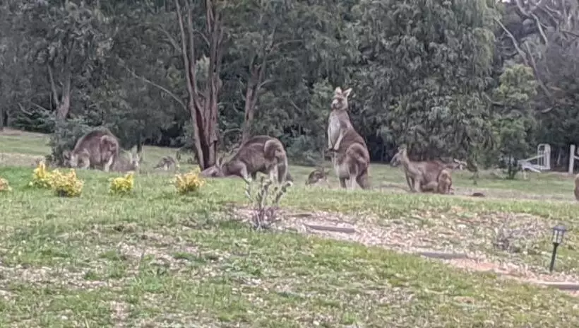 ベッドアンドブレックファースト Australian Wildlife At Your Door