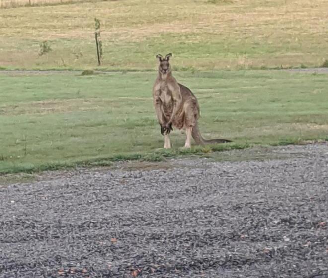צימר Australian Wildlife At Your Door