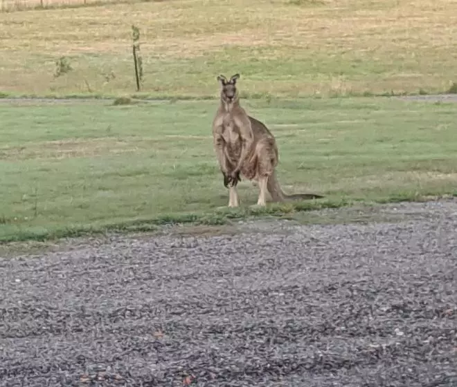 ベッドアンドブレックファースト Australian Wildlife At Your Door