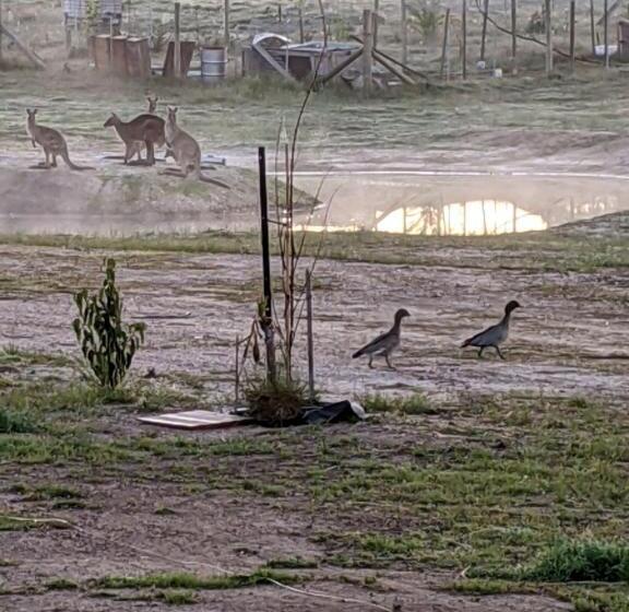 צימר Australian Wildlife At Your Door