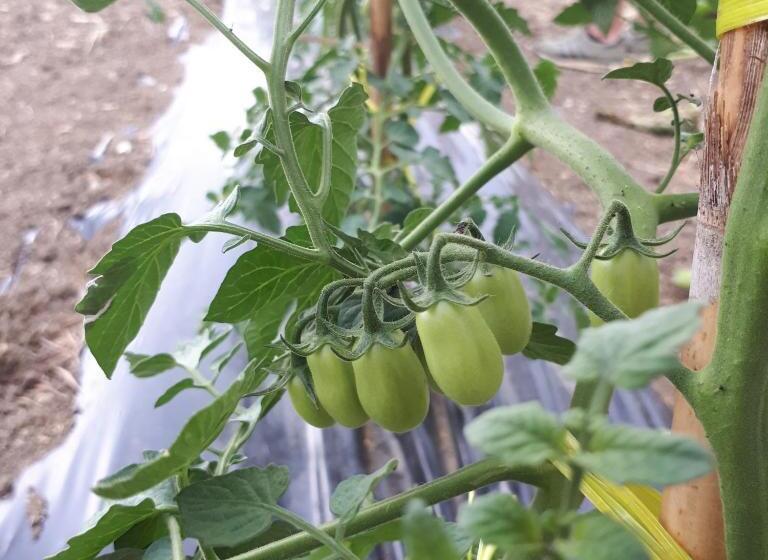 تختخواب و صبحانه Casa Degli Ulivi