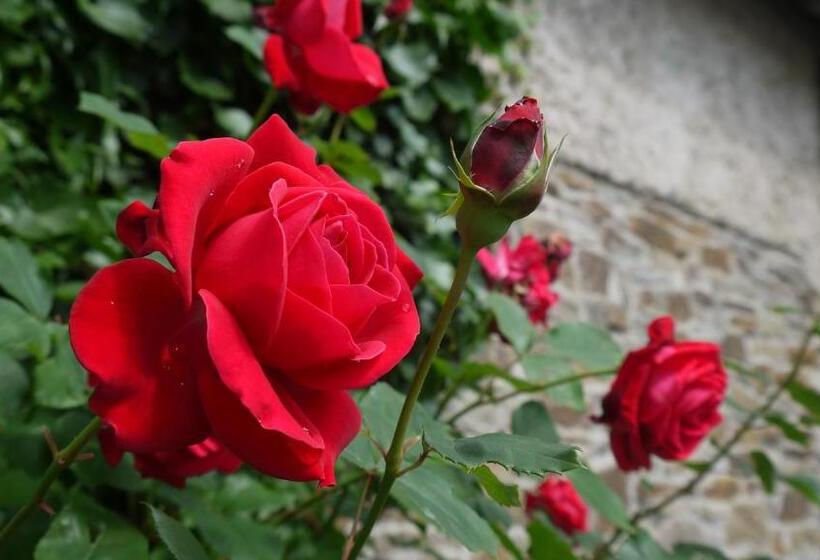 ペンション Maternushof