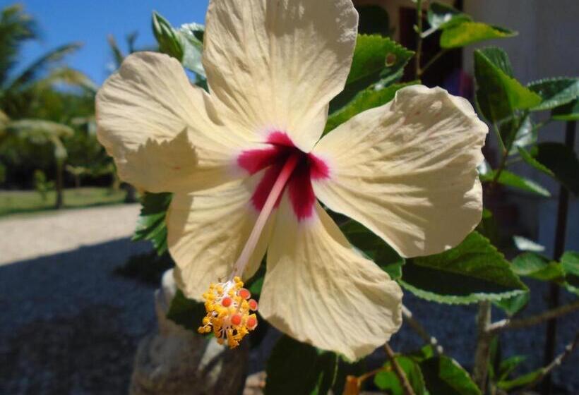 تختخواب و صبحانه Serenity Sands