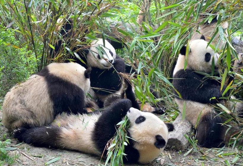 Rayfont Hotel Chengdu