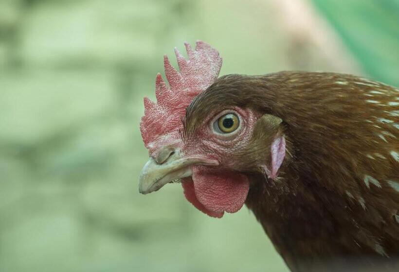 교외 호텔 Rural Bermellar