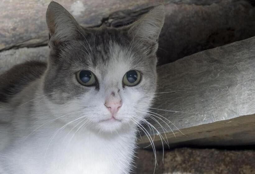 교외 호텔 Rural Bermellar