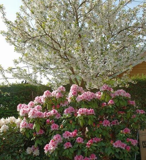 צימר Rosehouse Hillerød Bed And Kitchen