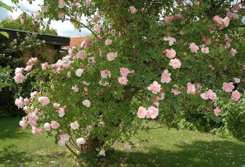 צימר Rosehouse Hillerød Bed And Kitchen