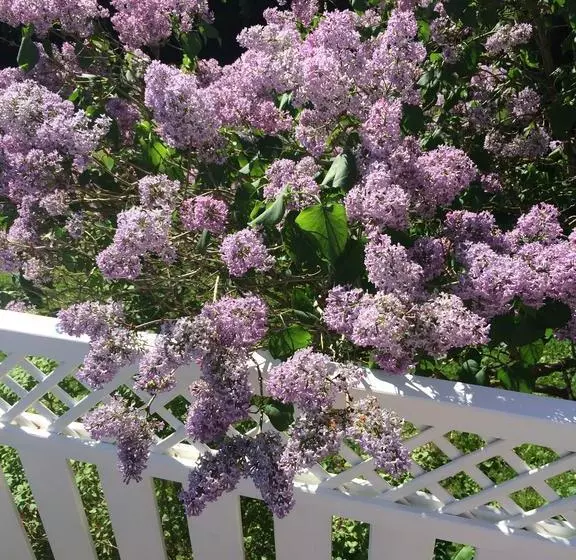 Bed and Breakfast Villa Vestbo