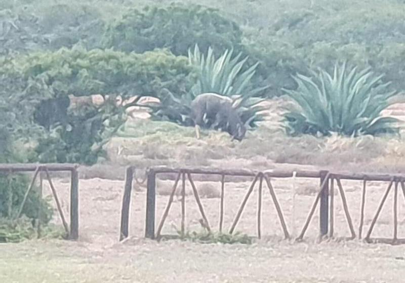 Hotel Charihandra Game Lodge