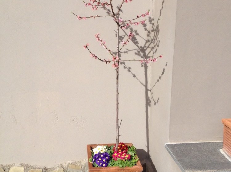 Отель Agriturismo Podere Don Peppe 1884