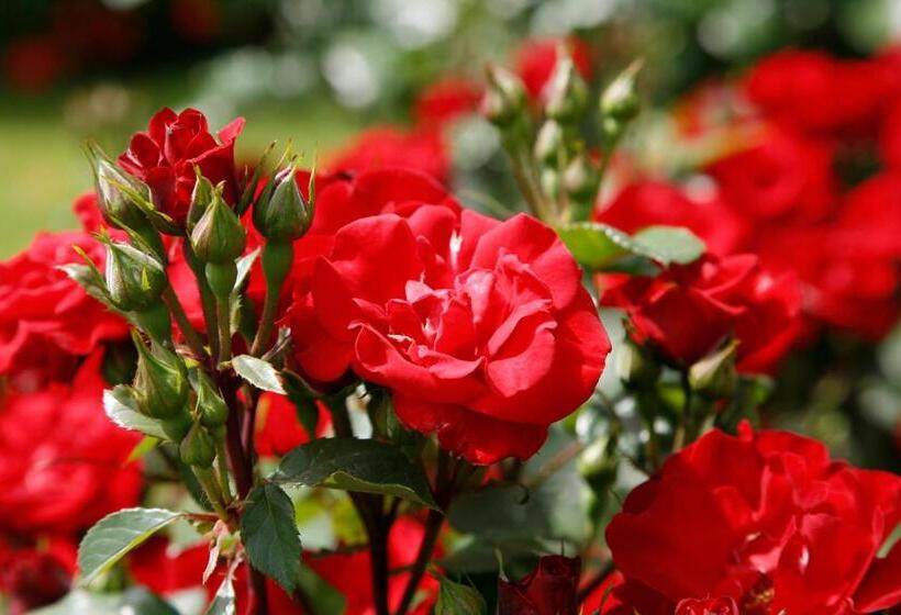 فندق Mühle Mayer