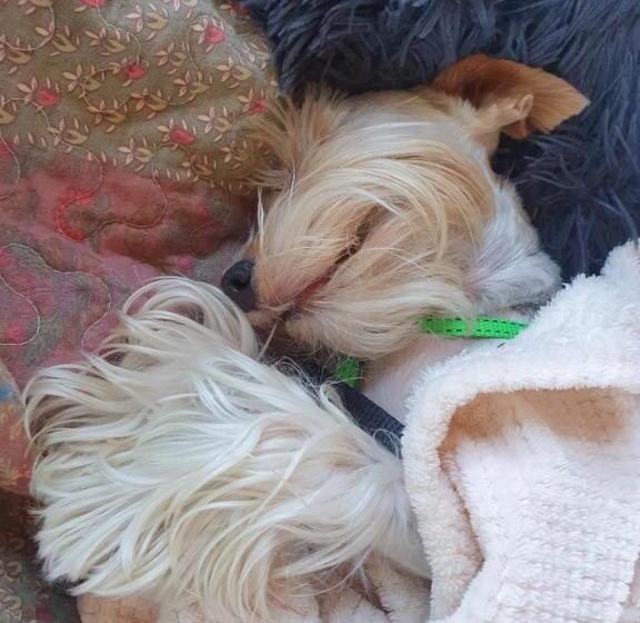 بنسيون Be Our Guest 1