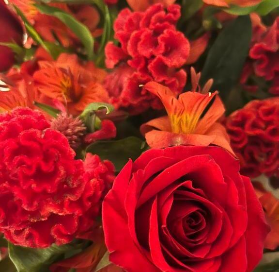 هتل Favorite Preferred Macaw