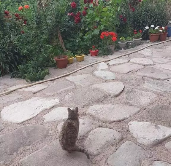 پانسیون алтынай