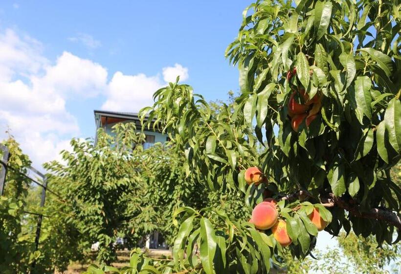 پانسیون Saguramo Bliss