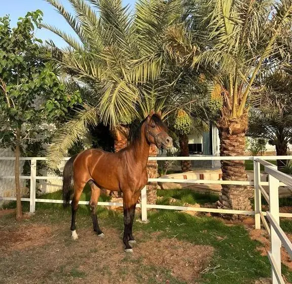 Hotelli واحة القدية القسم النجدي