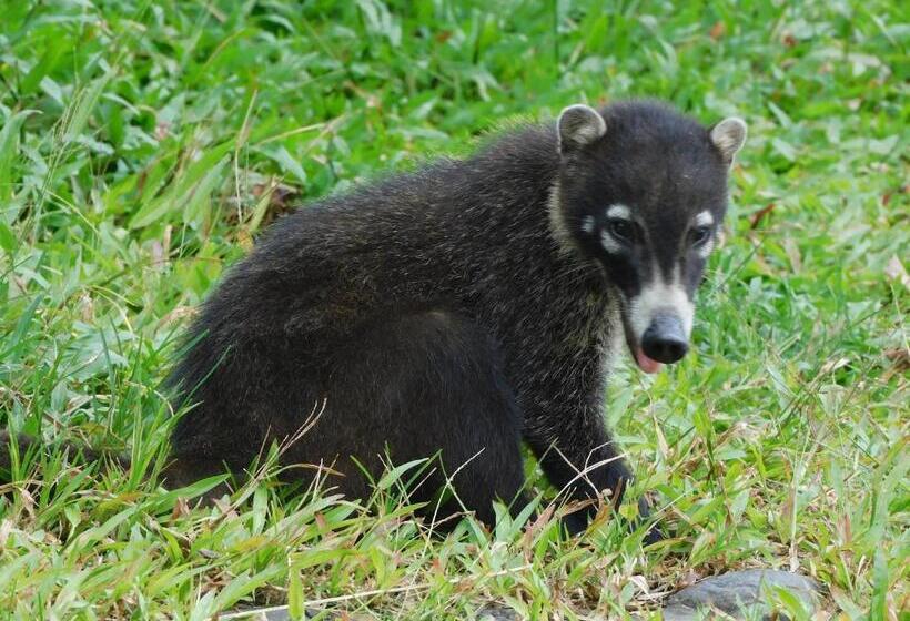 Bed and Breakfast Villas Santa Maria   Private Bay Lake Arenal