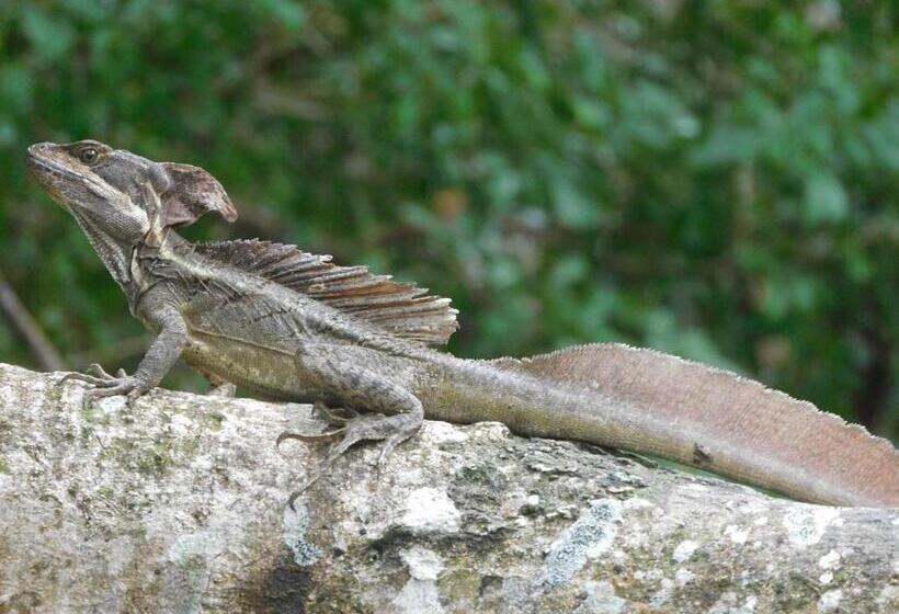 Bed and Breakfast Villas Santa Maria   Private Bay Lake Arenal