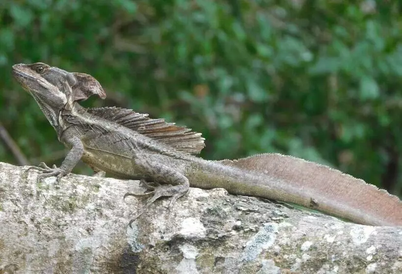 Aamiaismajoitus (B&B) Villas Santa Maria   Private Bay Lake Arenal