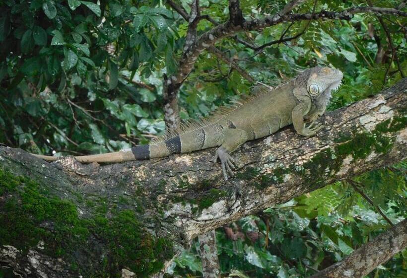 Bed and Breakfast Villas Santa Maria   Private Bay Lake Arenal