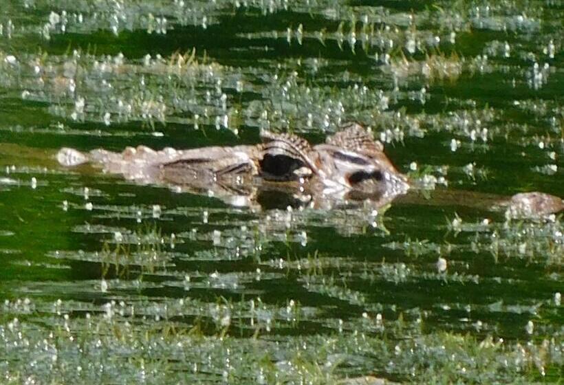 Bed and Breakfast Villas Santa Maria   Private Bay Lake Arenal