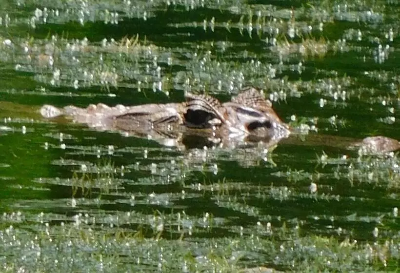 Aamiaismajoitus (B&B) Villas Santa Maria   Private Bay Lake Arenal