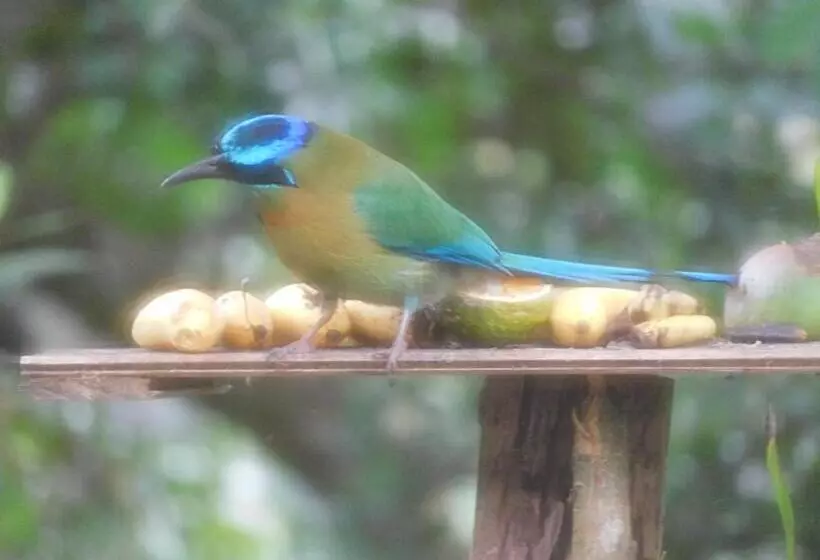 Aamiaismajoitus (B&B) Villas Santa Maria   Private Bay Lake Arenal