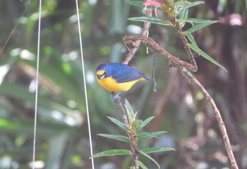 Bed and Breakfast Villas Santa Maria   Private Bay Lake Arenal