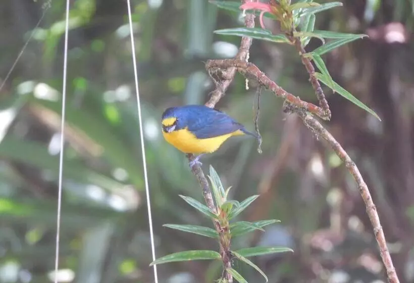 Aamiaismajoitus (B&B) Villas Santa Maria   Private Bay Lake Arenal