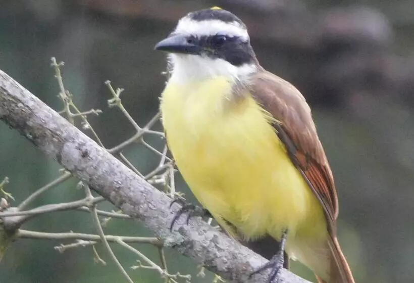 Aamiaismajoitus (B&B) Villas Santa Maria   Private Bay Lake Arenal