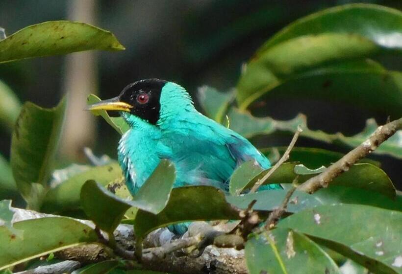 Bed and Breakfast Villas Santa Maria   Private Bay Lake Arenal